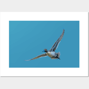 Pintail flyby Posters and Art